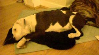 Norman Puppy Trying To Chew His Bone W Kaya