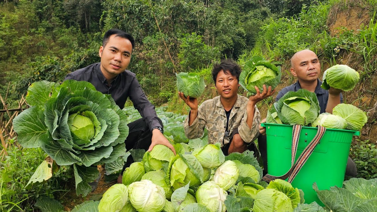 Sính 1 chân Thu Hoạch Bắp Cải lớn nhất Lũng Cáng hơn 1 triệu lần hái. Nguyễn Tất Thắng