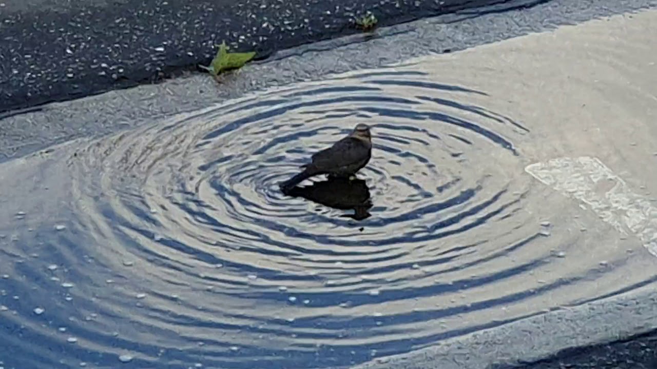 Lebec Grapevine YouTube