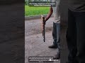 The Fusion of Traditional Woodworking and Modern Functional Engineering
