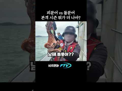 본격 문어낚시 시즌 당신의 선택은? #shorts