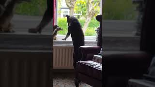 Staffy Diesel, Lord Of The Flys