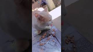 Mochi Lagi Makan Gais