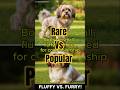 Löwchen vs Shih Tzu – Should the Rare Dog Be More Popular?