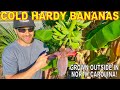 GROWING BANANAS In COLD CLIMATES: My Secret Method!