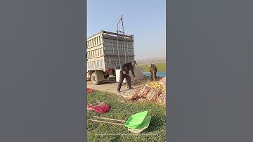Simple Cart Tool Makes Corn Cobs Loading Work Easy !