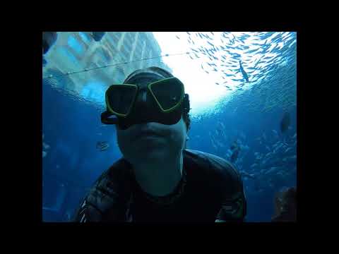 Freediving in the Atlantis, The Lost Chambers Aquarium in Dubai