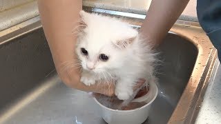 Munchkin kitten getting a bath