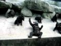 奥飛騨クマ牧場 の動画、YouTube動画。