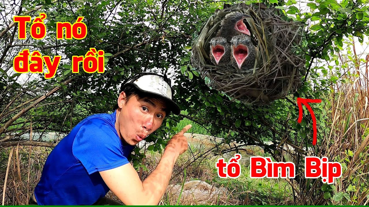 Đi tìm Tổ Chim đầu mùa, phát hiện nhiều tổ Bìm Bịp