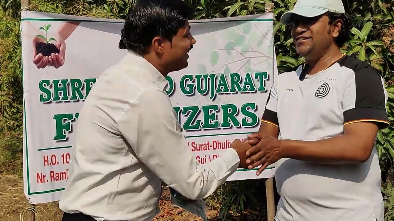 Part- 01, Mango 🥭 farming, fruits setting, Best quality, Highest production and Happy farmer result 