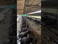 #keşfet #farming #farm #cow #kesfet #agriculture #farmer #dairycalves #cowmilk #animals