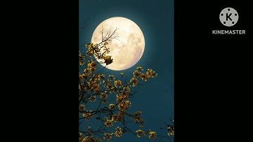 سورة الفرقان الآية 68 - 73 بصوب ابراهيم ادريس @LITATMAYIN
