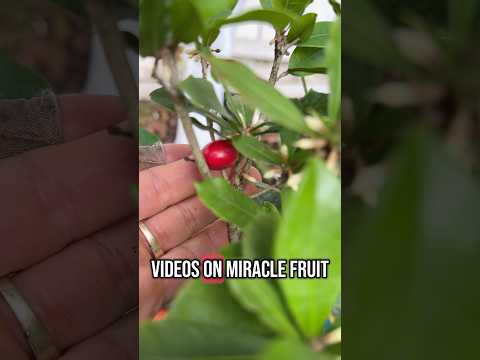 This Berry Makes Sour Taste Sweet! | Miracle Fruit Tree for Sale in South Florida