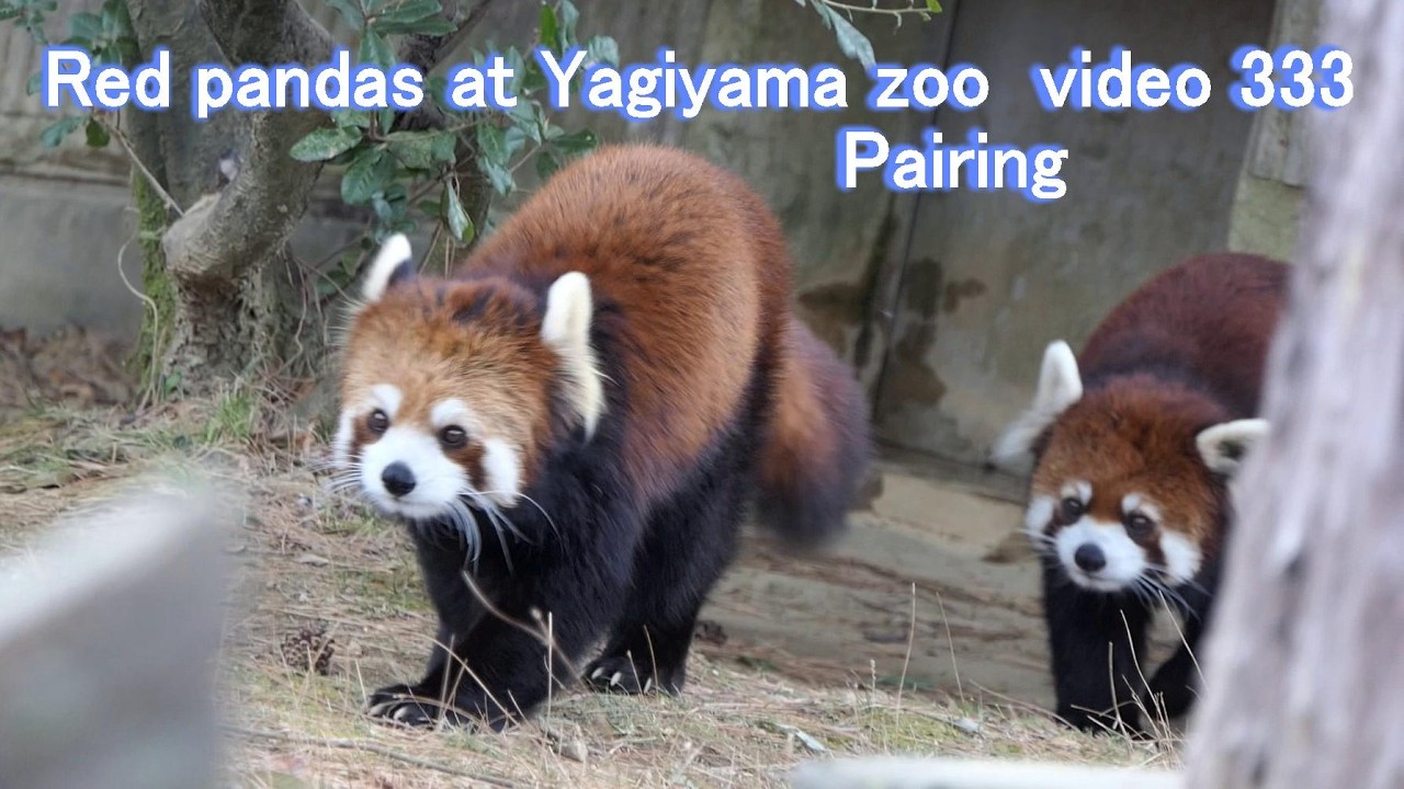 八木山レッサーリポート333 レッサーパンダ Red panda at Yagiyama zoo