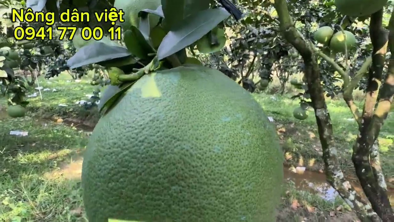 Cập giá bưởi tết,,sau khi chốt giá, ta cần nên bảo vệ trái,để giử thương hiệu, uy tính chung,