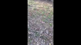 Bigfoot wood knocks in barren county/ summer shade Kentucky. www. KentuckyBigfoot.com