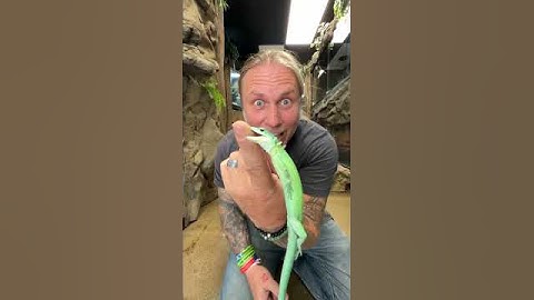 This Lizard tried to Eat Me! #shorts