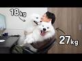 仕事中の飼い主の膝の上を遊び場にしてしまう大型犬たちがこちらです…