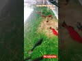 আল্লাহর রাগের উপর রহমত বিজয় লাভ করেন সর্বদা #shorts #viral #islam #waz #mizanur_rahman_azhari