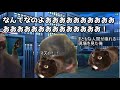 【猫ミーム】葬儀社にアルバイトとして勤めていたお話その1~4まとめ