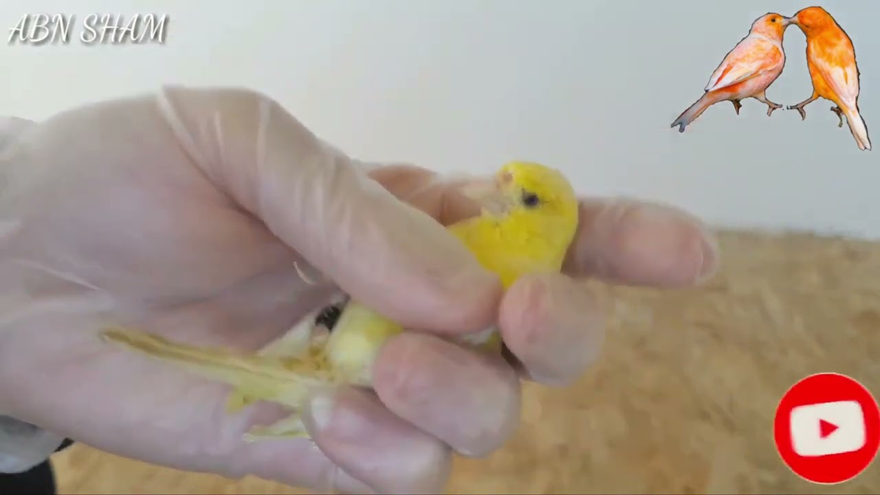 كيف نميز بين الذكر الكناري الجاهز لتزاوج و أنثى الكناري الجاهزة لتزاوج #كناري #تزاوج 