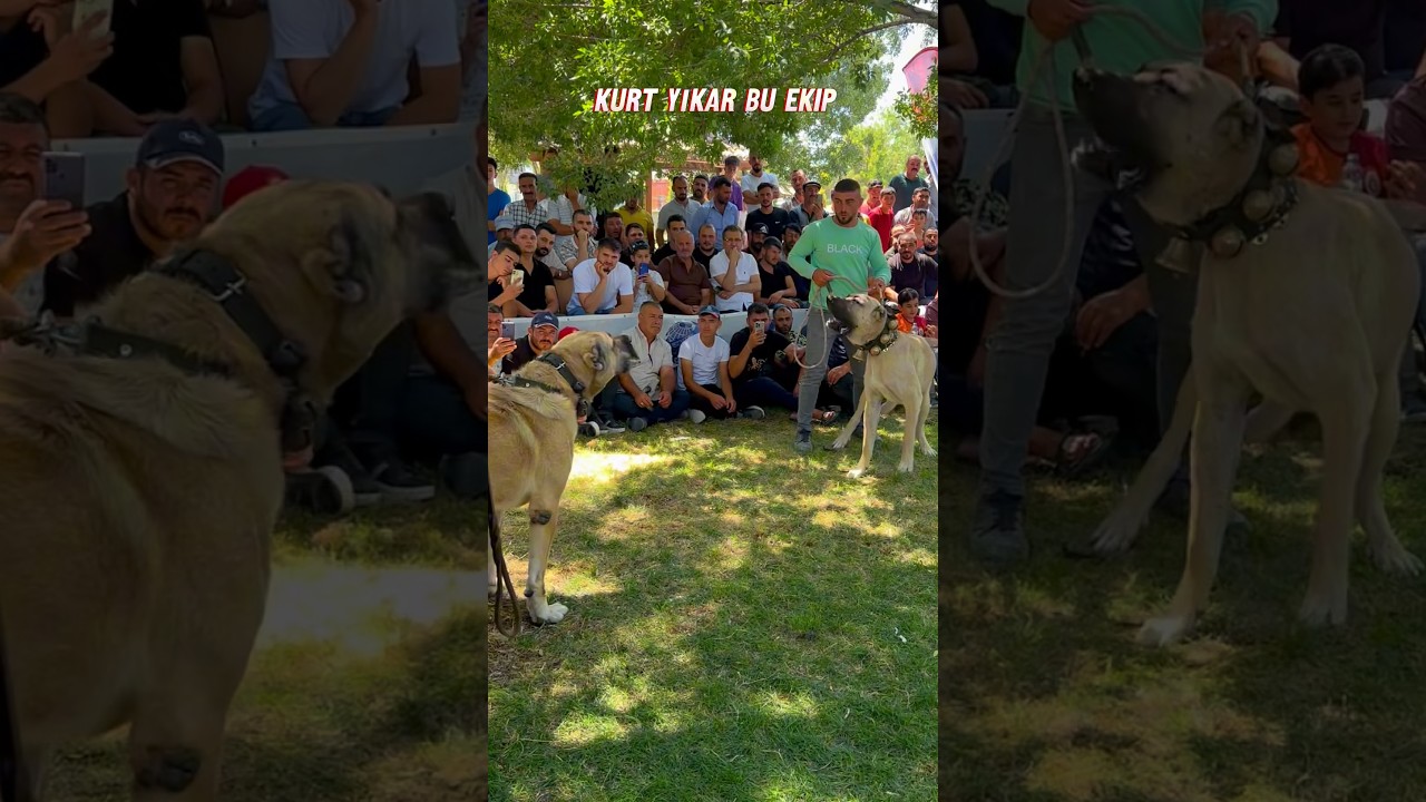 Alfa Kangal Başka Köpeğin Liderliğini Kabul Etmez (yarışmadaki doğal anlar) 