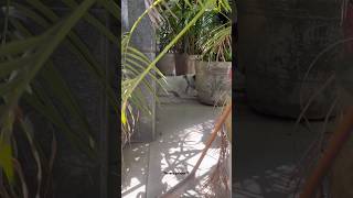 Street dog stays at our home full of plants🏡🫶🏻🐕 #stressrelief #relaxing #gardening #garden