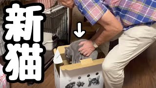 【新猫】実家の可愛い新しい家族を紹介します