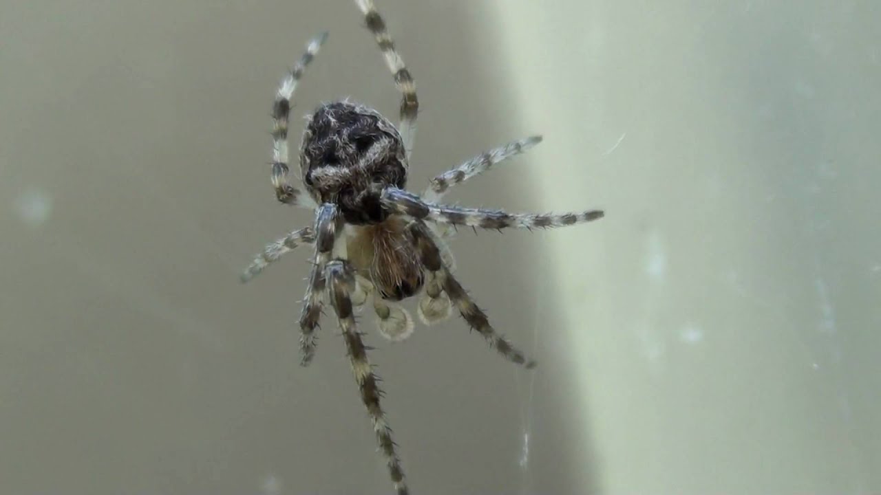 Orbweaver (Araneidae) on Web