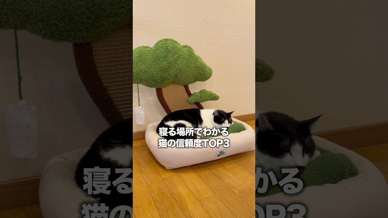 寝る場所でわかる猫の信頼度TOP3