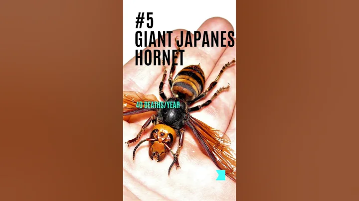 THE 10 DEADLIEST INSECTS IN THE WORLD💀
