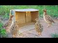 Easy Bird Trap Using Box & Hole / #Easy Quail Bird Trap / #Creative DIY Bird Trap Technology