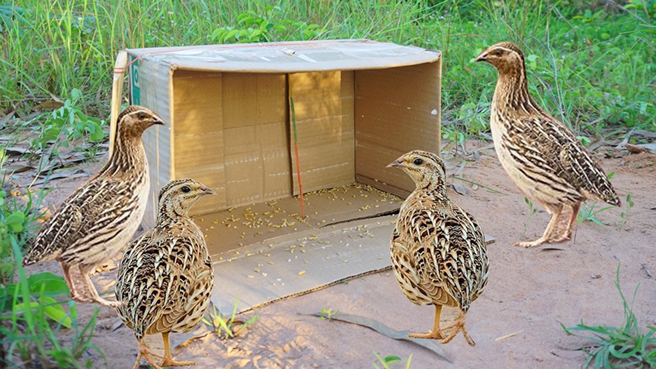 Easy Bird Trap Using Box & Hole / #Easy Quail Bird Trap / #Creative DIY Bird Trap Technology