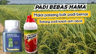 SUDAH PUNYA OBAT INI PADI AMAN SAMPAI PANEN