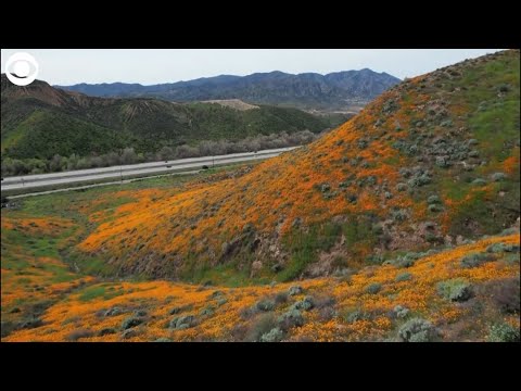 Cherry Blossoms bloom marking start of Spring