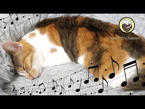 Video: For At Holde Katten Glad