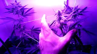 Update on my closet bud
