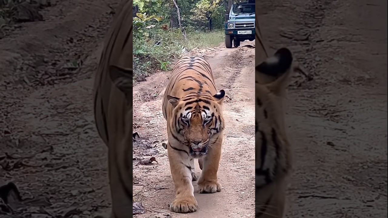 The real hulk of Tadoba. The longest ruling tiger of the Alizanza buffer.