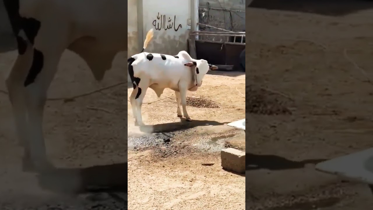 Panda gulabi beautiful khoobsurat lajawab pink nose 👃 bachada razak cattle farm 🍱😼💚💖💗💓❣️💚