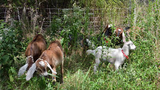 Goats Take Baaaa-Tes Street In Oakland