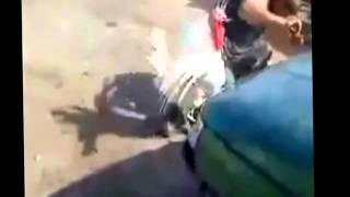 Приколы с животными Кто кого! Гуси или бараны!!937 Приколы с животными Кто кого! Гуси или бараны!!937