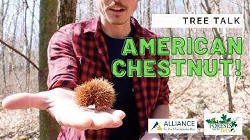 Tree Talk: American Chestnut!