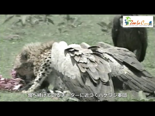 チーターの獲物を横取りするハゲワシ軍団 【閲覧注意】Wild Animals in