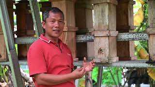 Budidaya Lebah Trigona di Urban Bee Teuweul Bogor
