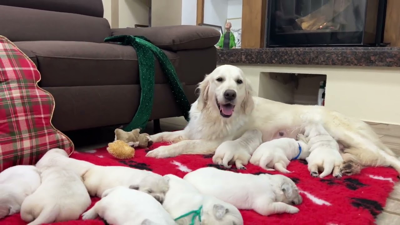 Rihanna and Zack’s puppies, 14 days old Golden Retrievers in Clear Passion kennel