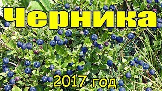 Черника 2017, поход в лес, где и как растёт черника🍇🍒🍓Russian forest