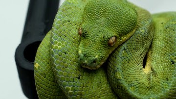 New Green Tree Python (BLUELINE)