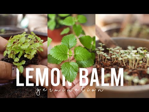 Growing Lemon Balm From Seed at Home With Simple Way