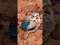 Baby Bird Fights Back Snake #birdsnest #wildlife #snake #birdvideo